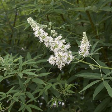 Vitex agnus-castus 'Albus'