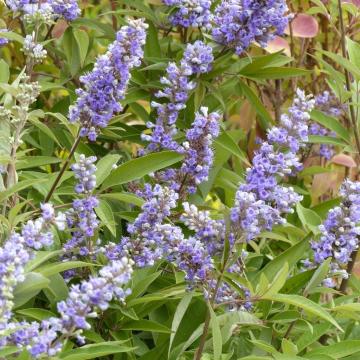 Vitex agnus-castus 'Latifolia'