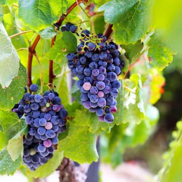 Vitis vinifera 'Boskoop Glory'