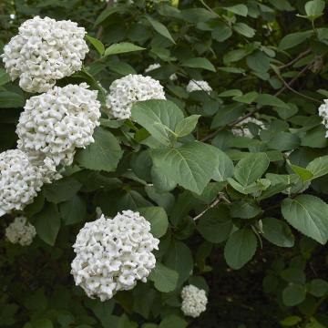 Viburnum carlcephalum