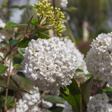 Viburnum 'Eskimo'