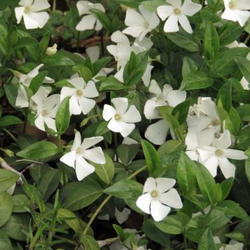 Vinca minor 'Alba'