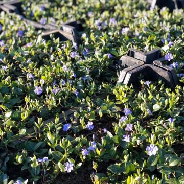 Vinca minor