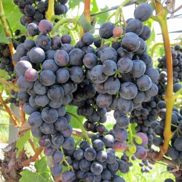Vitis 'Muscat Bleu'