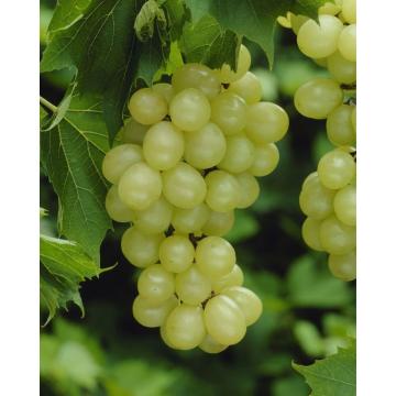 Vitis 'Muscat of Alexandria'