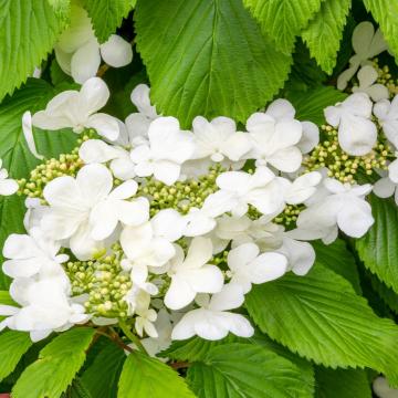 Viburnum plicatum 'Mariesii'