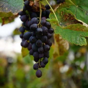 Vitis vinifera 'Regent'