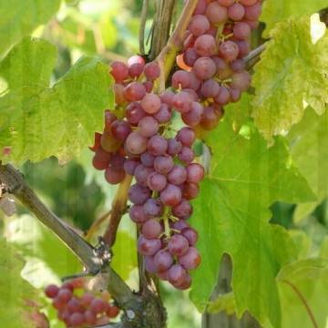 Vitis vinifera 'Vanessa'