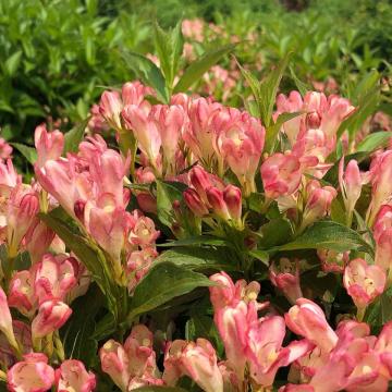 Weigela florida 'All Summer Peach'
