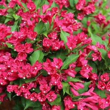Weigela 'Red Prince'