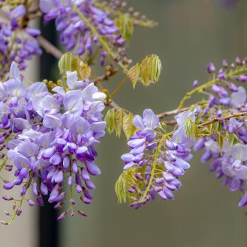 Wisteria sinensis 'Prolific'
